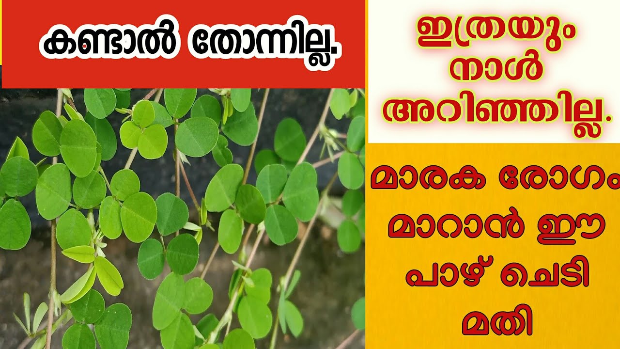 നിലംപരണ്ടയുടെ ഗുണങ്ങൾ അറിയാതെ പോകരുത്