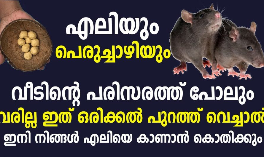 എലി നിങ്ങളുടെ വീട്ടിൽ മാത്രമല്ല ഇനി ആ പരിസരത്ത് പോലും വരില്ല.