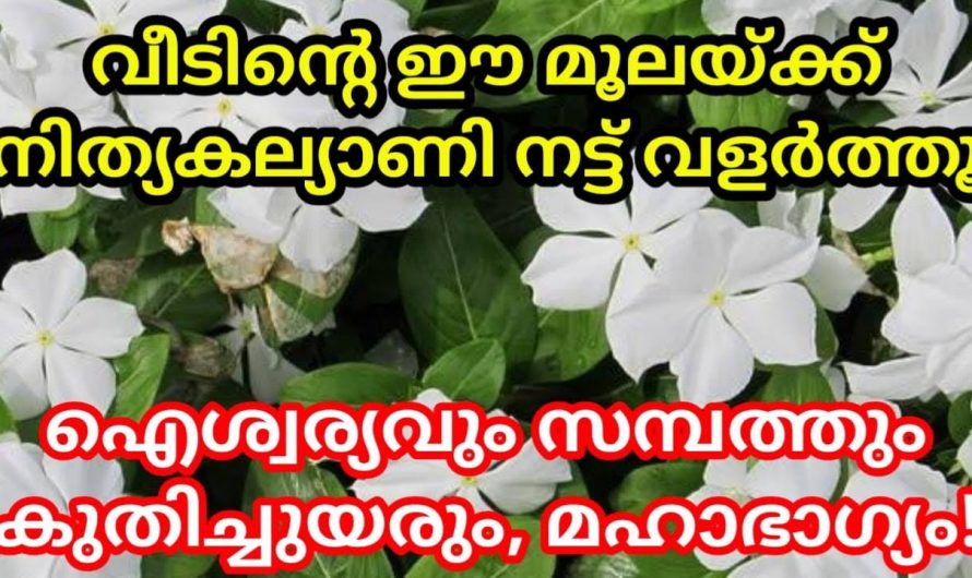 നിങ്ങളുടെ വീടിന്റെ ഈ ഭാഗത്താണോ നിത്യകല്യാണി നിൽക്കുന്നത്.