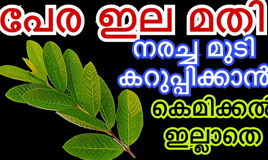 ഈ ഇല ഉപയോഗിച്ചാൽ നിങ്ങളുടെ തലമുടി   കറുകറുത്തതാകും. മുടിയുടെ ആരോഗ്യം വർദ്ധിപ്പിക്കാം പച്ചവെള്ളത്തിൽ ഇത് ചേർത്താൽ മതി.