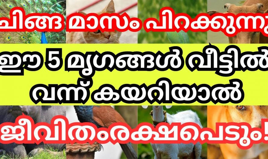 ഈ മൃഗങ്ങൾ നിങ്ങളുടെ വീട്ടിൽ വന്നു കയറിയാൽ ഈ ചിങ്ങം നിങ്ങൾക്ക് സമൃദ്ധിയുടെതാകും തീർച്ച.