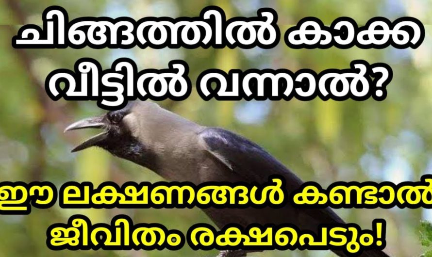 ഇണ കാക്കകളെ കണ്ടാൽ, പ്രത്യേകിച്ച് ചിങ്ങമാസത്തിൽ ഇണ കാക്കകളെ കണ്ടാൽ സംഭവിക്കാൻ പോകുന്നത്.