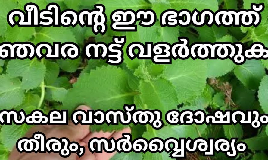 സർവ്വ ഐശ്വര്യം വിതയ്ക്കുന്ന ഞവര. നിങ്ങളുടെ വീട്ടിലും ഈ ഭാഗത്ത് ഞവര നട്ടുപിടിപ്പിക്കു.