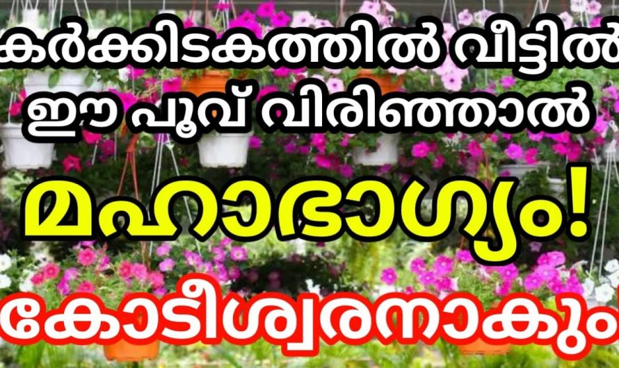 നിങ്ങളുടെ വീട്ടിലും ഈ പൂക്കൾ ഉണ്ട് എങ്കിൽ മഹാഭാഗ്യമാണ്.