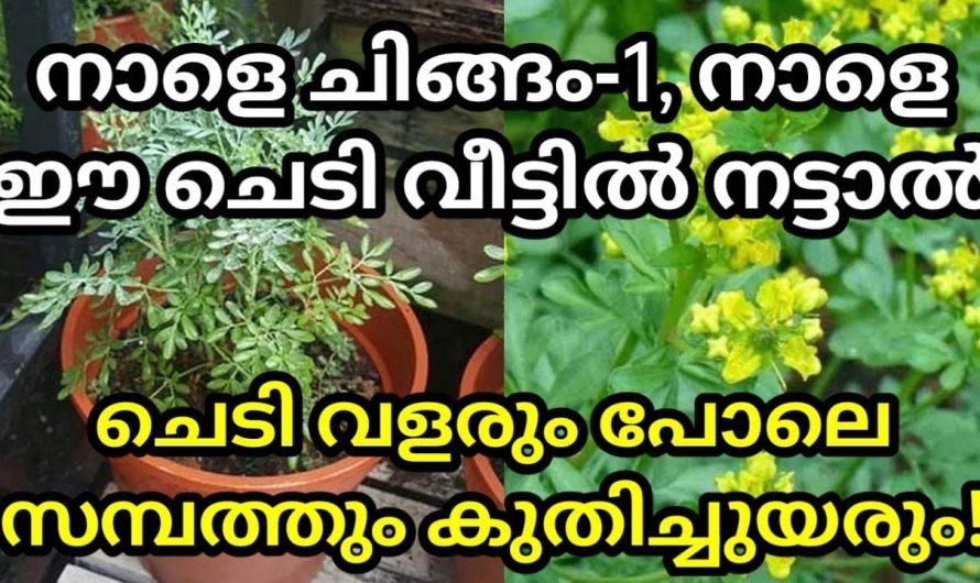 ഈ ചെടി വീട്ടിൽ നട്ടുപിടിപ്പിക്കാൻ ഏറ്റവും അനുയോജ്യമായത് ചിങ്ങം ഒന്ന് തന്നെ.