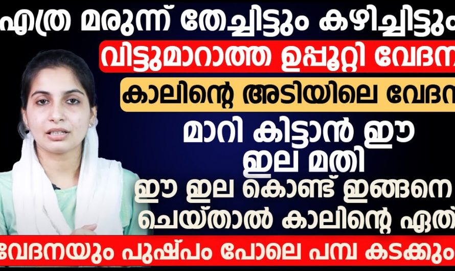 ഉപ്പുറ്റി വേദനയ്ക്ക് ഉടനടി പരിഹാരം. ഈ ഇല ഉപയോഗിച്ചാൽ മതി.