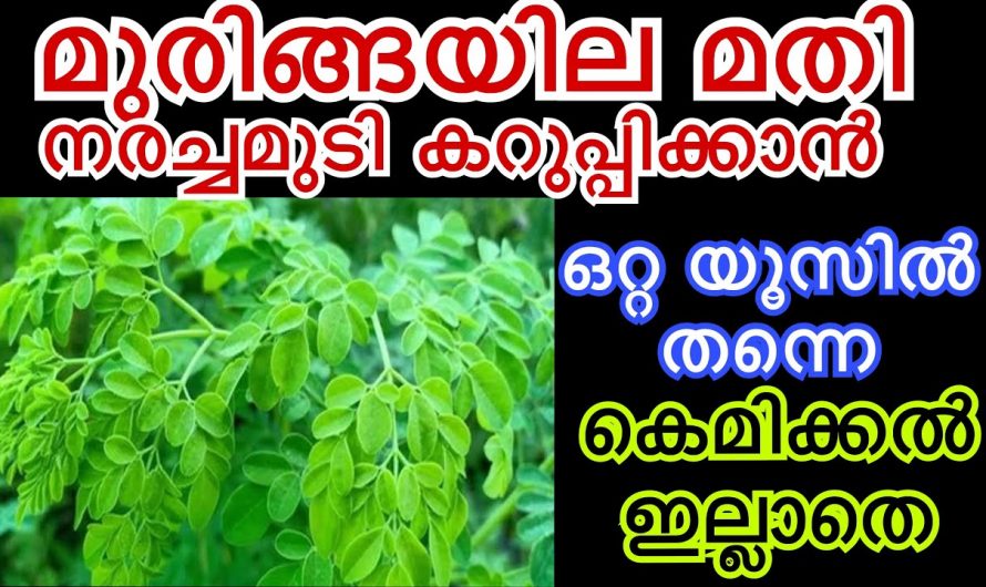 നിങ്ങളുടെ പറമ്പിൽ മുരിങ്ങയിലയുണ്ടോ എങ്കിൽ മുടി കറുപ്പിക്കാം വളരെ നാച്ചുറലായി.