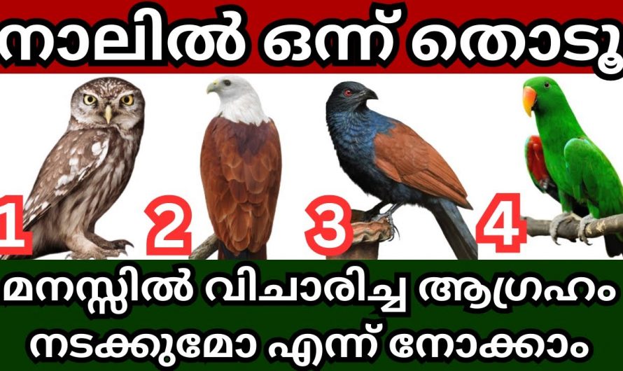 നാലിൽ ഒരു പക്ഷി പറയും നിങ്ങളുടെ ആഗ്രഹം എങ്ങനെ നടക്കും എന്ന്.