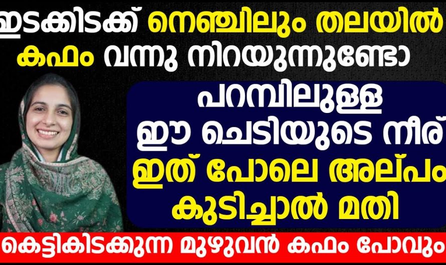 വെറുതെ ആവി പിടിക്കാതെ ഈ വസ്തുക്കൾ ചേർത്ത് ഒന്ന് പിടിച്ചു നോക്കൂ. ഒപ്പം ഈ ഇലയുടെ നീരും ചേർന്നാൽ എത്ര വലിയ കഫവും ഇളകി പോകും.