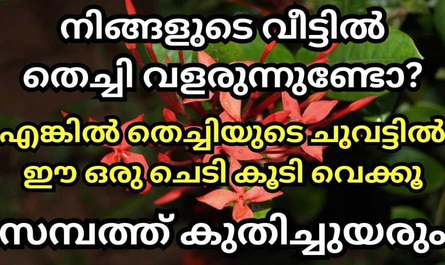 നിങ്ങളുടെ വീട്ടിൽ തെച്ചിയോടൊപ്പം ഇതും കൂടി വളർത്തു. സമ്പത്ത് കുതിച്ചുയരും.