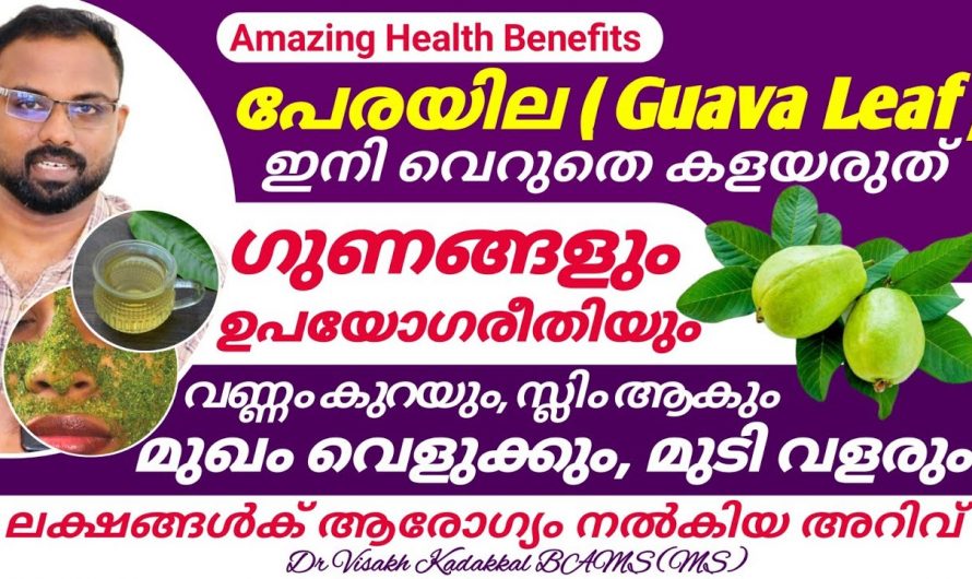 പേരയിലയുടെ ഈ ഗുണങ്ങൾ അറിഞ്ഞാൽ നിങ്ങൾ ഞെട്ടിപ്പോകും.