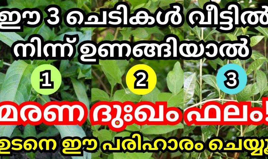 നിങ്ങളുടെ വീട്ടിൽ ഈ മൂന്ന് ചെടികൾ ഉണ്ടോ, എങ്കിൽ ഇവ ഒരിക്കലും ഉണങ്ങരുത്.