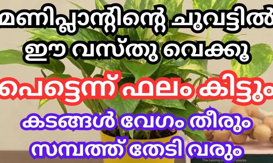 നിങ്ങളുടെ വീട്ടിൽ മണി പ്ലാന്റ്ന്റെ താഴെ ഈ വസ്തുവയ്ക്കു. പണം ഇനി ഇരട്ടിയായി വരും.