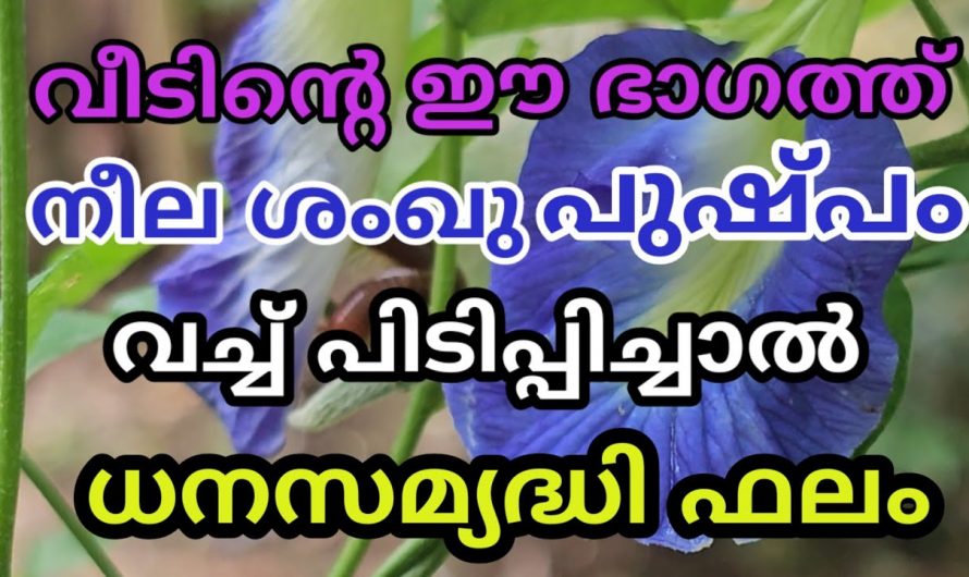 ശങ്കുപുഷ്പത്തിനോടൊപ്പം ഈ ചെടി കൂടി വെച്ചുപിടിപ്പിക്കു, നിങ്ങളും കോടീശ്വരനാകും.