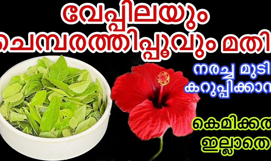 കറിവേപ്പും ചെമ്പരത്തിയും മതി ഇനി മുടി കറുപ്പിക്കാൻ.