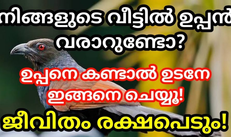 നിങ്ങളുടെ വീട്ടിൽ ഈ പക്ഷി വരാറുണ്ടോ. വീട്ടിൽ ചെമ്പോത്തിനെ കണ്ടാൽ സംഭവിക്കാൻ പോകുന്നത്.