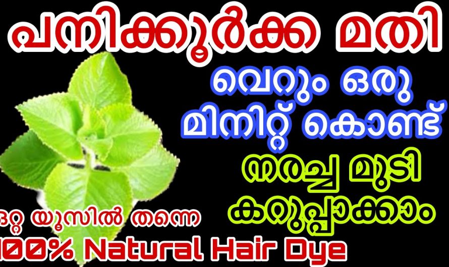 നരച്ച മുടി കറുപ്പിക്കാൻ ഇനി പനിക്കൂർക്ക മാത്രം മതി