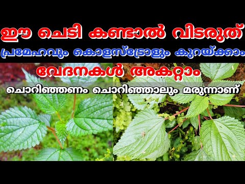 നിസ്സാരക്കാരനല്ല ഈ ചെടി, കണ്ടാൽ വിട്ടുകളയേണ്ട ഉടനെ പിഴുതെടുത്തോളു.