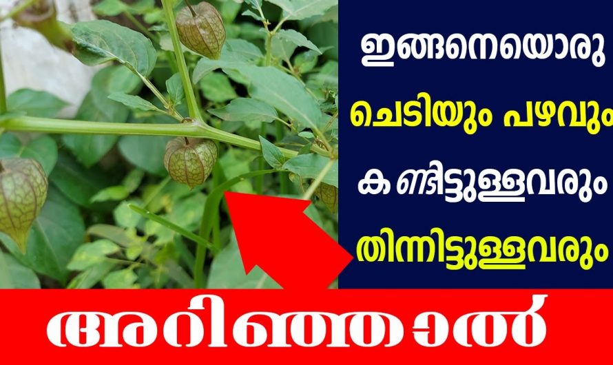 കാട്ടുചെടി എന്ന് കരുതി അവഗണിക്കണ്ട. ഇതിന്റെ ഗുണങ്ങൾ അറിഞ്ഞാൽ നിങ്ങൾ ഞെട്ടും.