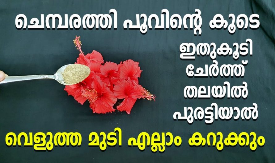 കറുത്തിരുണ്ട മുടിയിഴകൾ സ്വന്തമാക്കാൻ ഇനി ചെമ്പരത്തിപ്പൂ ഇങ്ങനെ ഉപയോഗിക്കു.