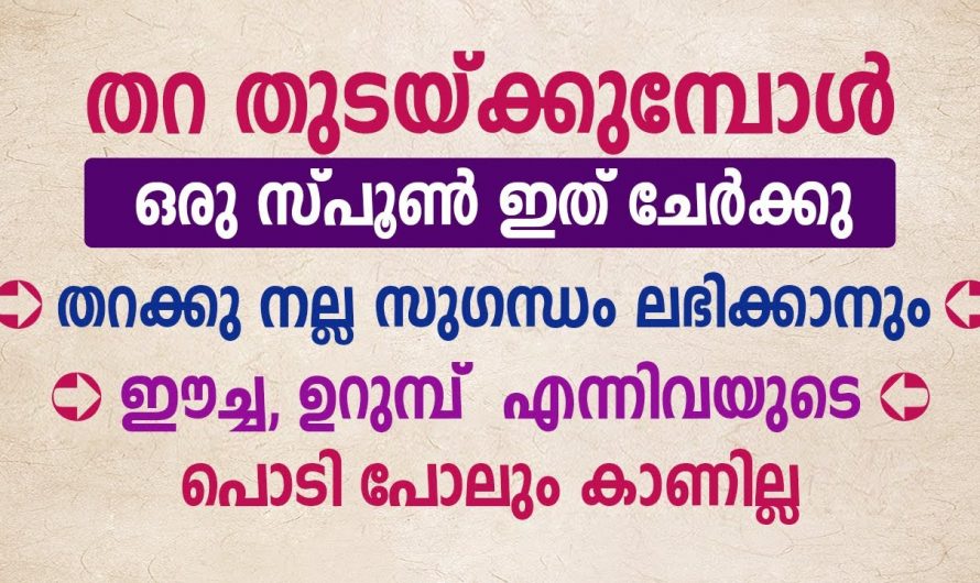 ഈച്ചയും പാറ്റയും നിങ്ങൾക്ക് ശല്യമായോ, ഇവയെ തുരത്താൻ വഴി നോക്കി മടുത്തുവോ, എങ്കിൽ ഇത് ഒരു എളുപ്പവഴി.