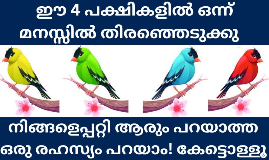 ഈ നാല് കിളികളിൽ ഒന്നിനെ തൊടു ഇവ സംസാരിക്കും. നിങ്ങളെ കുറിച്ച് സംസാരിക്കും.