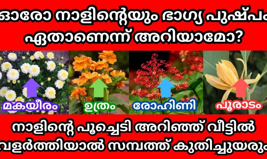 ഓരോ ജന്മ നക്ഷത്രത്തിനും അനുയോജ്യമായ പുഷ്പങ്ങൾ. നിങ്ങളുടെ നക്ഷത്രത്തിന്റെ പുഷ്പം ഇതാണ്.