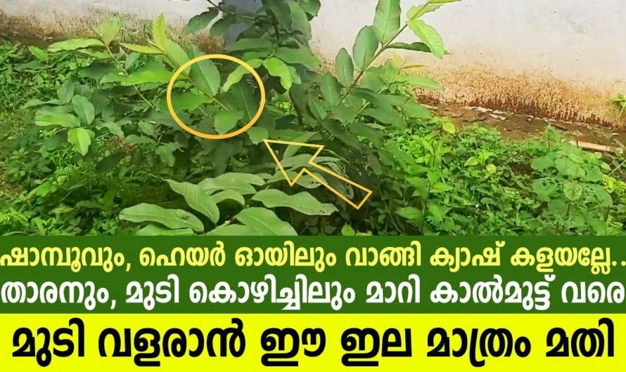 മുടി വളരുന്നില്ല എന്ന പരിഭവം മാറും, ഈ ഇല മാത്രം ഉപയോഗിച്ചാൽ മതി.