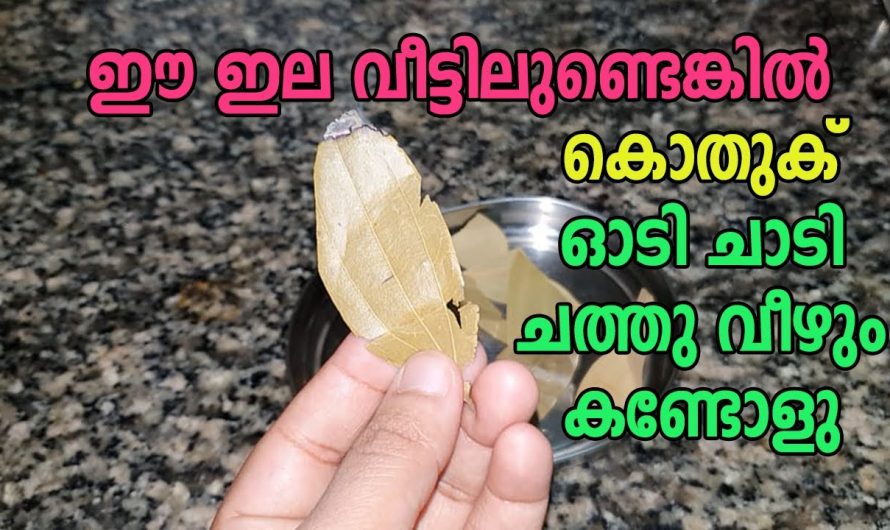 ഇനി കൊതുകിന്റെ ശല്യം ഉണ്ടാകില്ല. ഇതിന്റെ മണം വന്നാൽ കൊതുക് തല കറങ്ങി വീഴും.