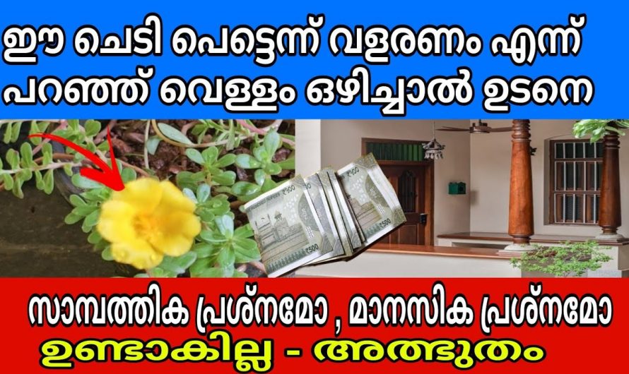 സാമ്പത്തിക ബുദ്ധിമുട്ടുകൾ ഇനി നിങ്ങളെ ബാധിക്കുകയേയില്ല. വീട്ടിൽ ഈ 2 ചെടി ഇങ്ങനെ വളർത്തു. ഈ ചെടി വളരുംതോറും സമ്പത്തും വളരും.