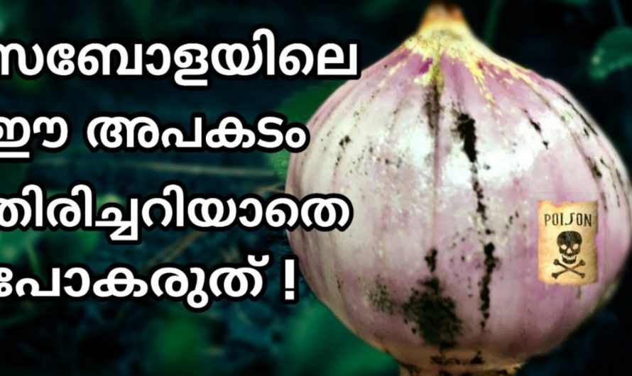 സബോളയിൽ കാണുന്ന കറുത്ത പാടുകൾ നിസ്സാരമല്ല. അവഗണിക്കല്ലേ അപകടമാണ്.