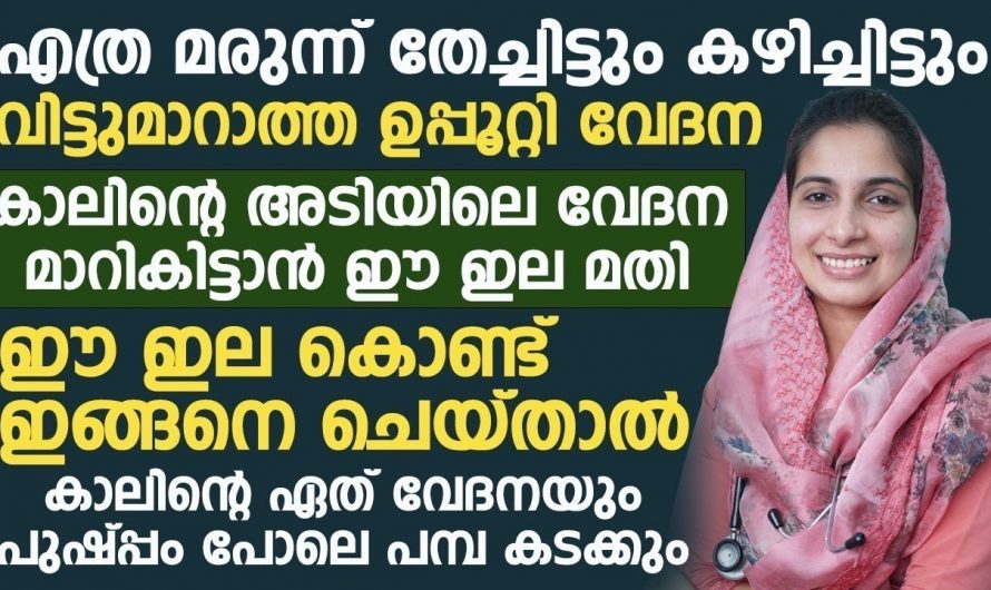 കാലിനടിയിൽ ഈ ഇല കൊണ്ട് ഇങ്ങനെ ചെയ്താൽ മതി ഏതു വേദനയും മാറും. നിങ്ങൾക്ക് ഉപ്പൂറ്റി വേദന സഹിക്കാൻ ആകുന്നില്ല എങ്കിൽ ഇങ്ങനെ ചെയ്യൂ.