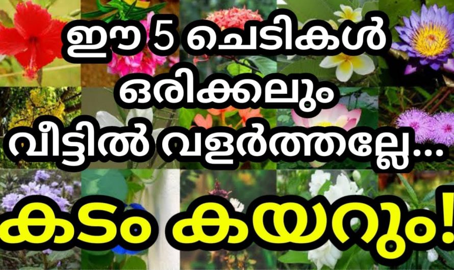 ഒരിക്കലും ഈ ചെടികൾ വീട്ടിൽ വളർത്തരുത്. വളർത്തിയാലും വളർന്നാലും വലിയ ദോഷമാണ്.