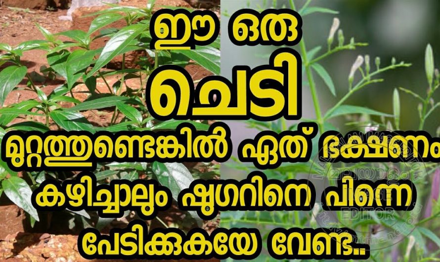 ഈ ഇല്ല ഒരെണ്ണം മതി നിങ്ങളുടെ പ്രമേഹം പോകുന്ന വഴി കാണില്ല