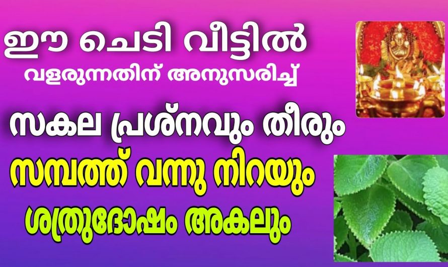 ഈ ചെടിയുടെ ഇല പേഴ്സിൽ സൂക്ഷിച്ചാൽ നിങ്ങൾ ധനവാൻ ആകുന്നത് കാണാം.