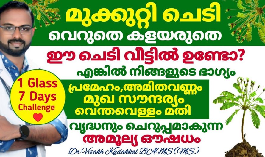 ഒരു ഗർഭിണി നിർബന്ധമായും ഈ ചെടി കഴിച്ചിരിക്കണം