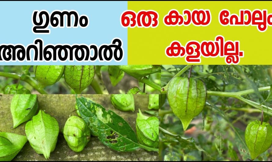 ഈ ചെടി കണ്ടാൽ ഇനി വെറുതെ വിട്ടു കളയരുത്, ഇതിന്റെ വിലയറിഞ്ഞാൽ നിങ്ങൾ ഞെട്ടും