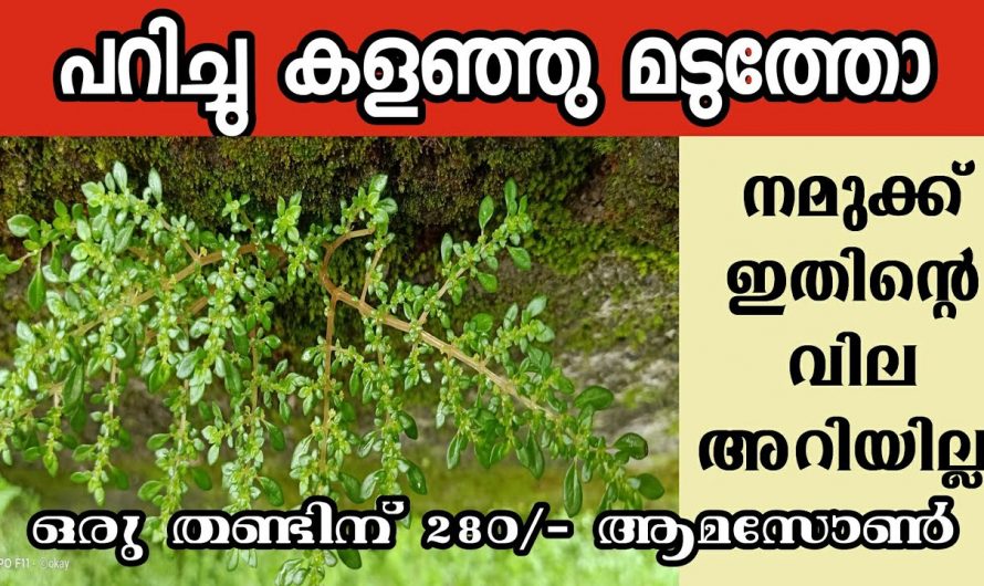 മതിൽ വെറുതെ നിന്ന് നശിക്കുന്ന ഈ ചെടിക്ക് ഓൺലൈനിൽ വമ്പൻ വിലയാണ്.