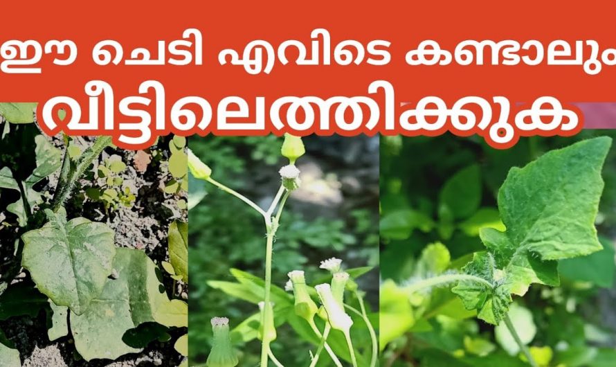 ഇങ്ങനെയൊരു ഇലയും അത്ഭുതപ്പെടുത്തുന്ന ഗുണങ്ങളും ഇതുവരെ അറിഞ്ഞില്ലല്ലോ