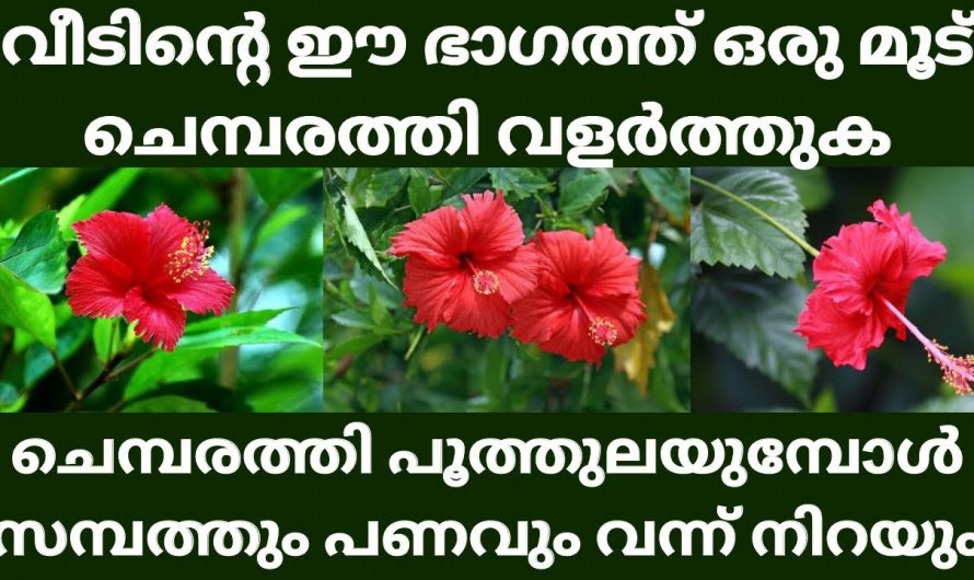 വീടിന്റെ ഈ ഭാഗത്ത് ഈശ്വര സാന്നിധ്യമുള്ള ഈ ചെടികൾ നട്ടു വളർത്താം