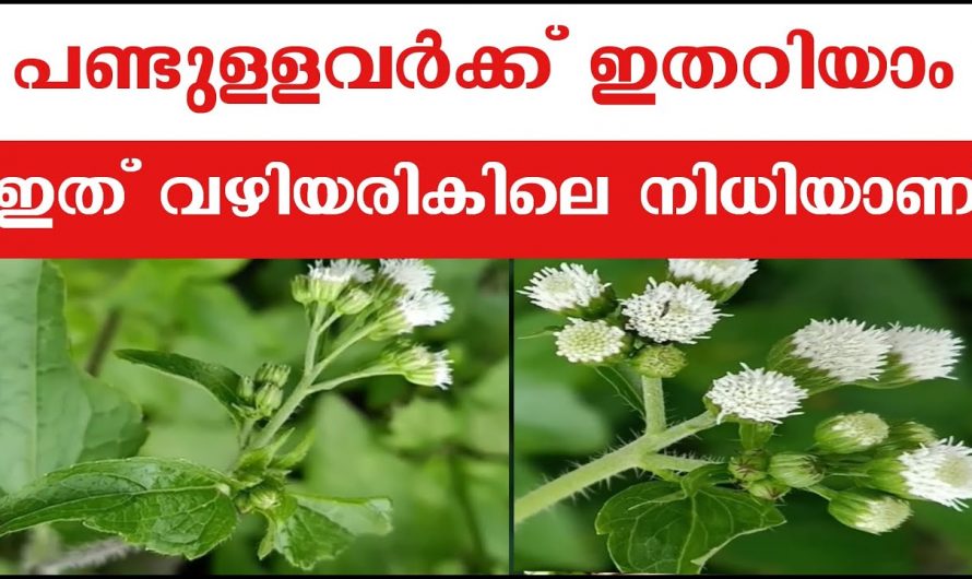 നിങ്ങളുടെ വിരൽ തുമ്പിലുള്ള ഈ നിധി ഇനി കണ്ടില്ലെന്ന് നടിക്കരുത്.