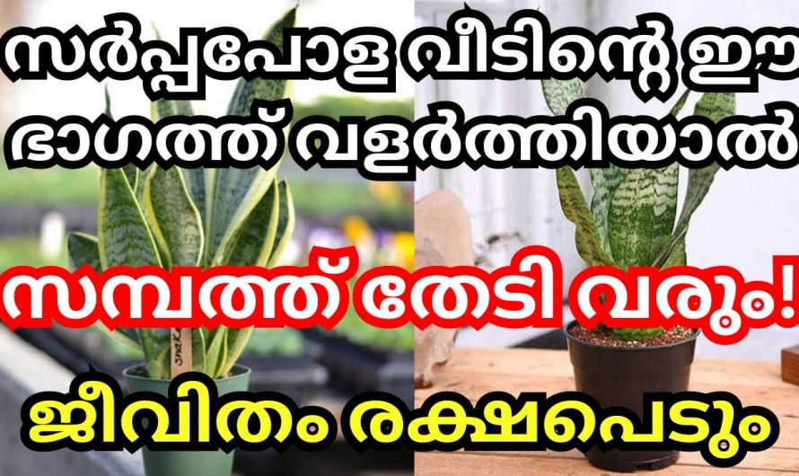 വീട്ടിൽ ഈ ചെടികൾ വളർത്തിയാൽ ഉറപ്പാണ് സമ്പത്തും സമാധാനവും ഉയരും