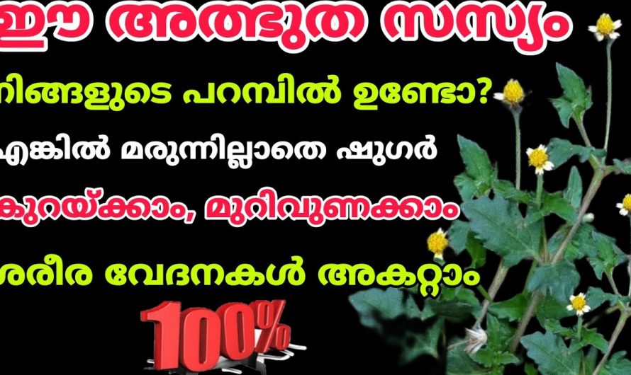 എത്ര വലിയ മുറിവും ഉണക്കാൻ ഇനി ഈ പാഴ്ച്ചെടി മതി