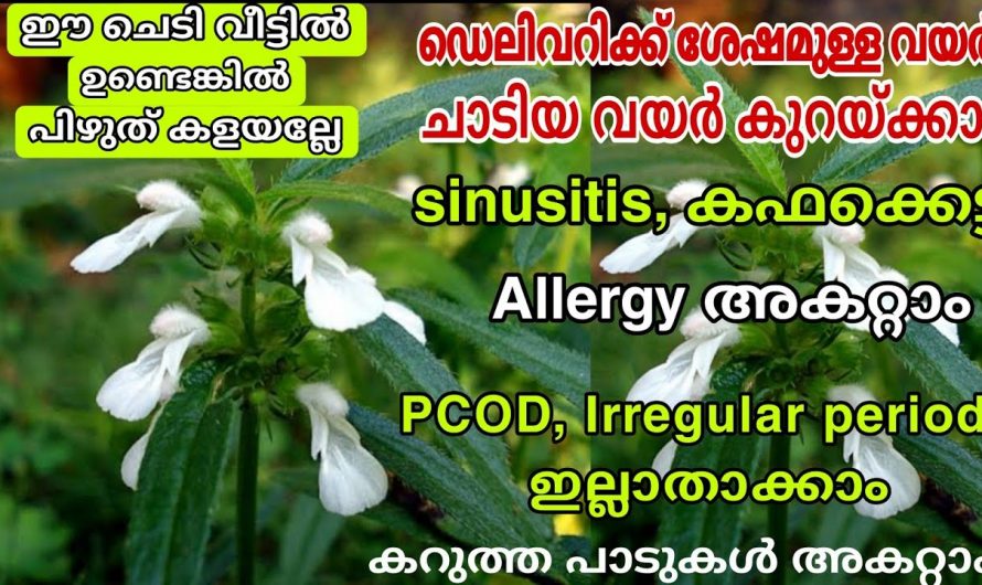 ഈ ചെടിയുടെ ഇല ഇങ്ങനെ ഉപയോഗിച്ചാൽ മൈഗ്രീൻ മാത്രമല്ല എത്ര വലിയ തലവേദനയും പമ്പ കടക്കും.