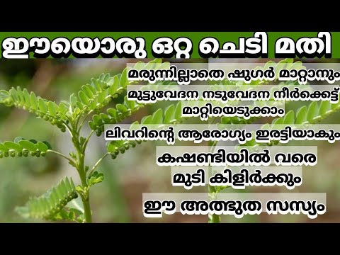 കരൾ രോഗത്തിനും പ്രമേഹത്തിനും ഇനി വേറെ ഒരു മരുന്നും വേണ്ട