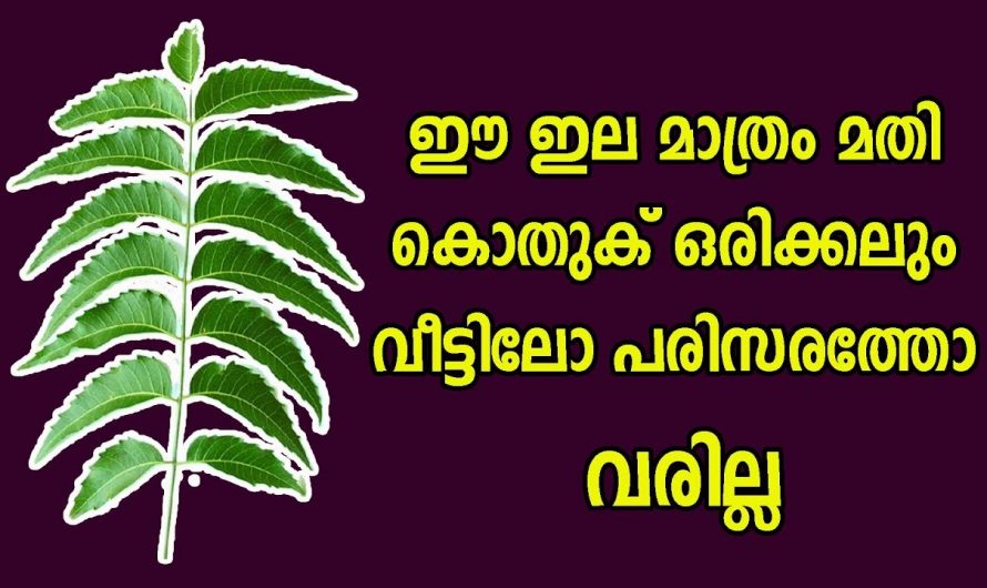 ഒരല്പം എണ്ണ കൊണ്ട് ഇങ്ങനെ ചെയ്താൽ കൊതു നിങ്ങളുടെ വീടിന്റെ പരിസരത്ത് പോലും വരില്ല