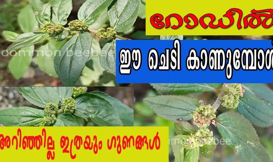 ഈ ചെടിയെ കുറിച്ച് നിങ്ങൾ ഇതുവരെയും അറിയാത്ത ചില കാര്യങ്ങൾ