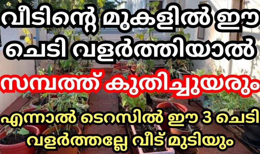 നിങ്ങളുടെ വീടിനു മുകളിലും ഈ ചെടികളുണ്ട് എങ്കിൽ ഉടനെ മാറ്റിക്കോളൂ സർവ്വനാശം ആണ് ഫലം