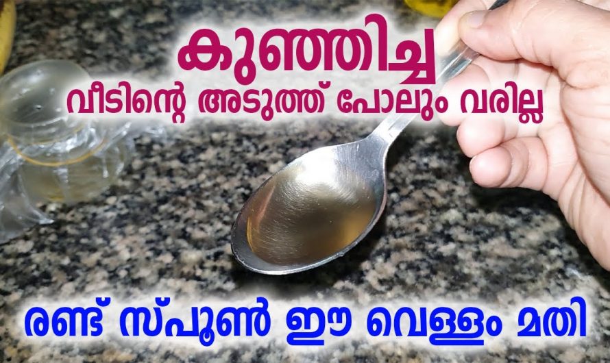 ഈ രണ്ടു വസ്തുക്കൾ മതി ഒരു ഈച്ച പോലും  ഭക്ഷ്യവസ്തുക്കളിൽ വന്നിരിക്കില്ല