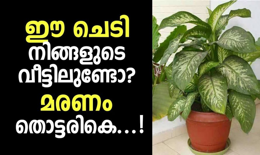 ജീവൻ അപഹരിക്കുന്ന ചെടികൾ നിങ്ങളുടെ തോട്ടത്തിലും ഉണ്ടോ, ഉടനെത്തന്നെ മാറ്റിക്കോളൂ